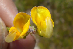 Aspalathus microphylla