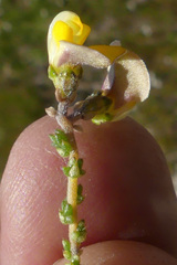 Aspalathus microphylla