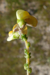 Aspalathus microphylla