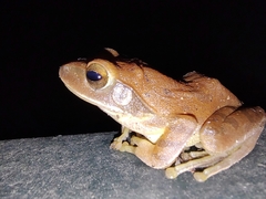 Polypedates maculatus