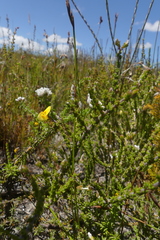 Aspalathus microphylla