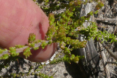 Aspalathus microphylla