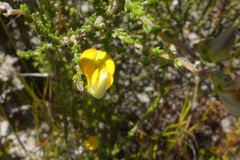 Aspalathus microphylla