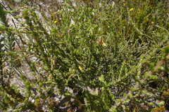 Aspalathus microphylla