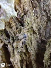 Cephalotes jheringi