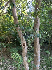 Aquilaria sinensis