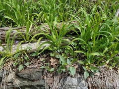 Hemerocallidoideae