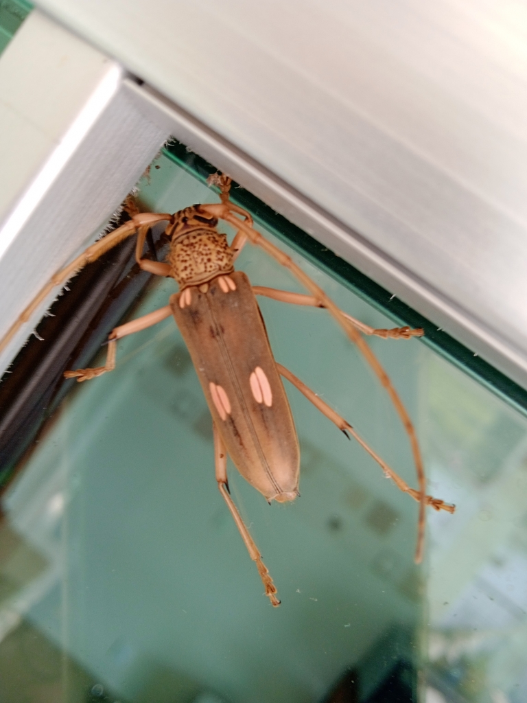 Susuacanga octoguttata