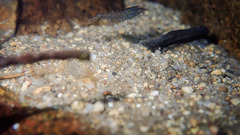 Caridina cantonensis