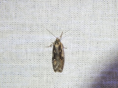 Semioscopis oculella