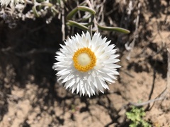 Chrysocephalum baxteri