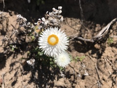 Chrysocephalum baxteri