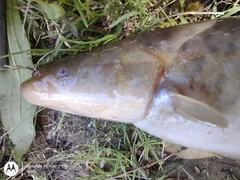 Gymnotus inaequilabiatus