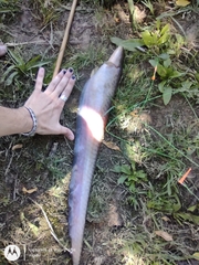 Gymnotus inaequilabiatus