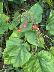 Clerodendrum japonicum