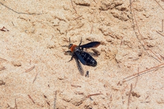 Campsomeriella