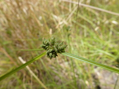 Carex inversa