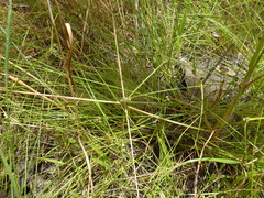 Carex inversa