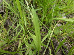 Plantago gaudichaudii