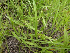 Plantago gaudichaudii