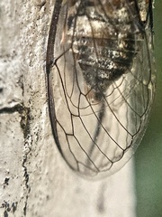 Physeema quadricincta