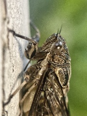 Physeema quadricincta