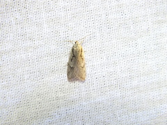 Semioscopis avellanella