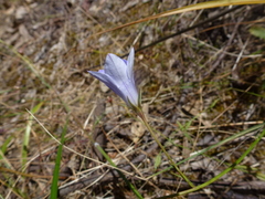 Wahlenbergia gracilenta
