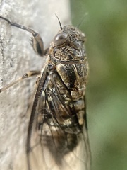 Physeema quadricincta