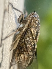 Physeema quadricincta