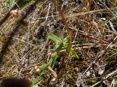Wahlenbergia gracilenta