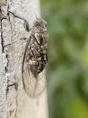 Physeema quadricincta