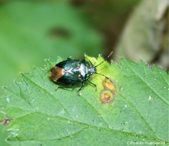 Ditomotarsus punctiventris