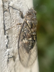 Physeema quadricincta