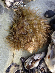 Monoplex parthenopeus