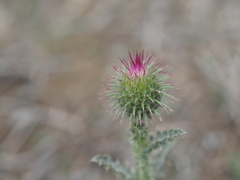 Carduus hamulosus
