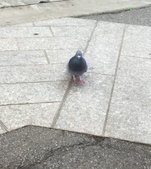 Columba livia domestica