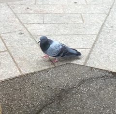 Columba livia domestica