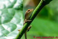 Anolis fuscoauratus