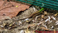 Ameiva