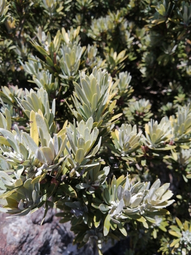 real yellowwood