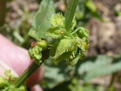 Rumex pulcher pulcher