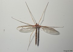 Tricyphona