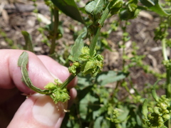 Rumex pulcher pulcher