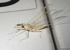 Maccaffertium mediopunctatum