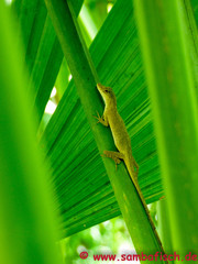 Anolis fuscoauratus