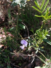 Psoralea platyphylla