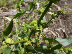 Rumex pulcher pulcher