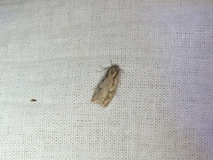 Semioscopis avellanella