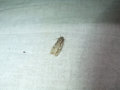 Semioscopis avellanella